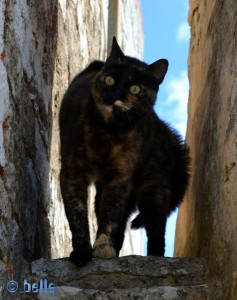 Angriffslustige Katze in Alberobello