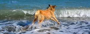 Nicol – the flying Dog! Beach of Trebisacce. Wo is'es hin das Stöckchen???