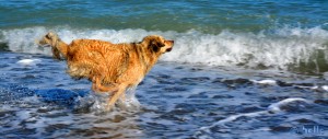 ...auf zum nächsten Stöckchen! Nicol the flying Dog – Beach of Trebisacce