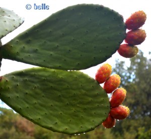 Kaktusfeige - Opuncia ficus-indica - mit Früchten (essbar!) und Regentropfen...