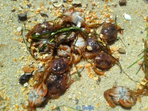 Tote Krabben am Strand...