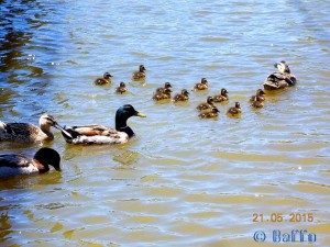 Und nochmals 13 Küken – eine andere Enten-Mama!