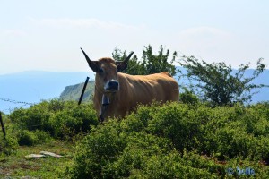 Cow at the Monte Santiago – Spain