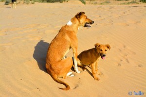 Hunde-Mama mit ihrem Welpen - Plage Tamri – Marokko