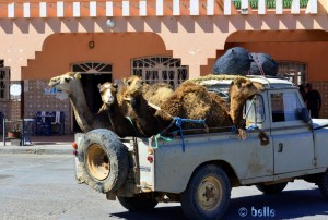 5 Kamele im Pickup - Petrol-Station in Lemsid – Marokko