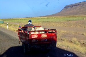 Hier werden Ziegen chauffiert - kurz vor Zagora - Marokko