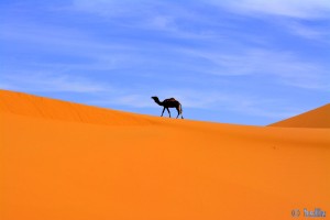 Postkarte: Kamel in Merzouga - Erg Chebbi – Marokko