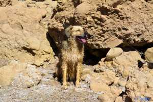 Ich war schon baden! Nicol at Barrage Al Mansour Ad Dahbi – Marokko