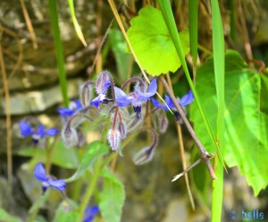 Blaue Blüten - Santa Margherita Ligure - Italy
