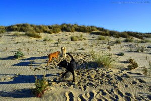 Bekanntschaft mit zwei Hunden - Dunas de El Portil – Spain