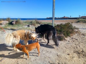 Hunderudel - Nicol, MIlo und ??? am Playa de Torre Derribada - San Pedro del Pinatar – Spain