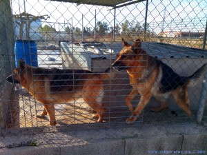 Arme Schäferhunde im Zwinger - Area Sosta Camper in Deltebre - Spain