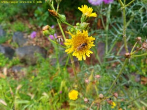 Makro yellow Flower with a Fly - Lago di Bracciano – Italy