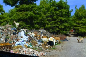 Ziegen auf einem Müllberg bei Agkali - Greece