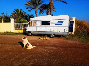 Unsere zwei wilden Hunde am Avramiou Beach - Greece