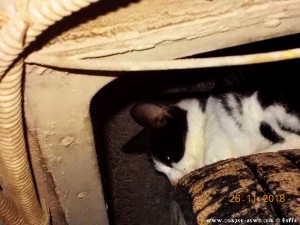 Tierasyl Camper-News - Katze auf dem Reifen am Epitalio Paralia – Greece