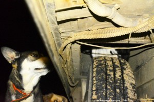 Tierasyl Camper-News - Hund mit einem blauen Auge und einem braun-blauem Auge - Katze auf dem Reifen - Epitalio Paralia – Greece