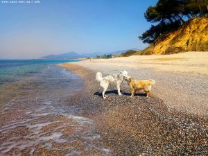 Nicol und der wilde Hund am Kanali Beach – Greece