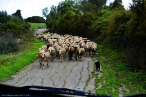 Schafe auf der Strasse - Anaktorio – Greece
