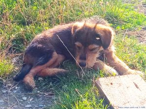 Puppy - Rezervația Acumularea Vișa - Ocna Sibiului – Romania