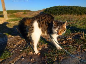 Lucky macht einen Katzenbuckel - Platja la Garrofera – Spain