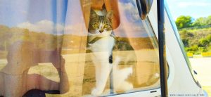 Shiva - die Camper-Katze - Sitges - Spain